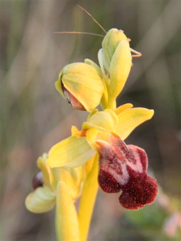 Orchidee a Matera e dintorni